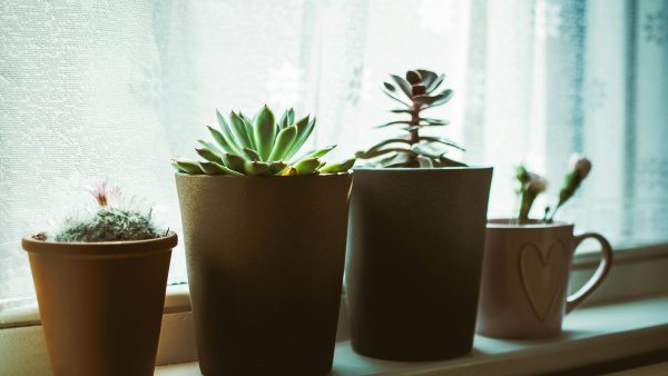 How to Set Up a Kitchen Windowsill Herb Garden That Actually Survives