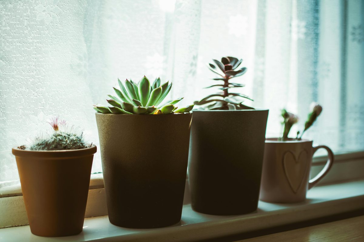 Four potted plants on a bright kitchen windowsill