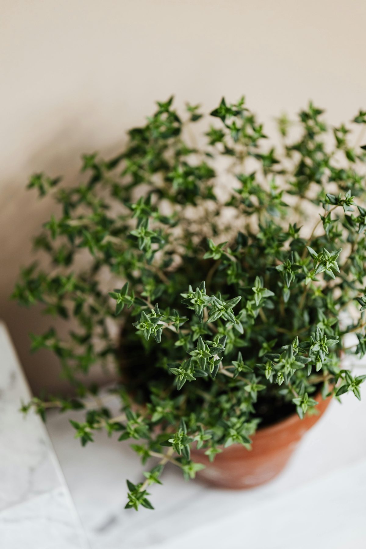 Fresh thyme growing in a ceramic pot on a kitchen shelf