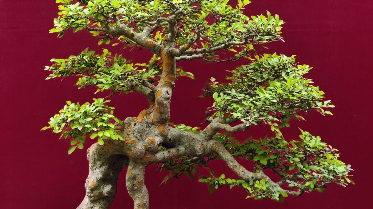 The Best Bonsai Trees for Beginners (and Which One to Buy First)